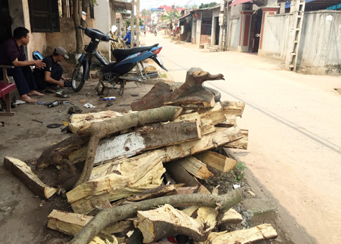 Hà[-]Nội:[-]Cả[-]trăm[-]cây[-]xanh[-]bị[-]chặt[-]hạ[-]sau[-]đợt[-]ra[-]quân[-]"đòi"[-]vỉa[-]hè